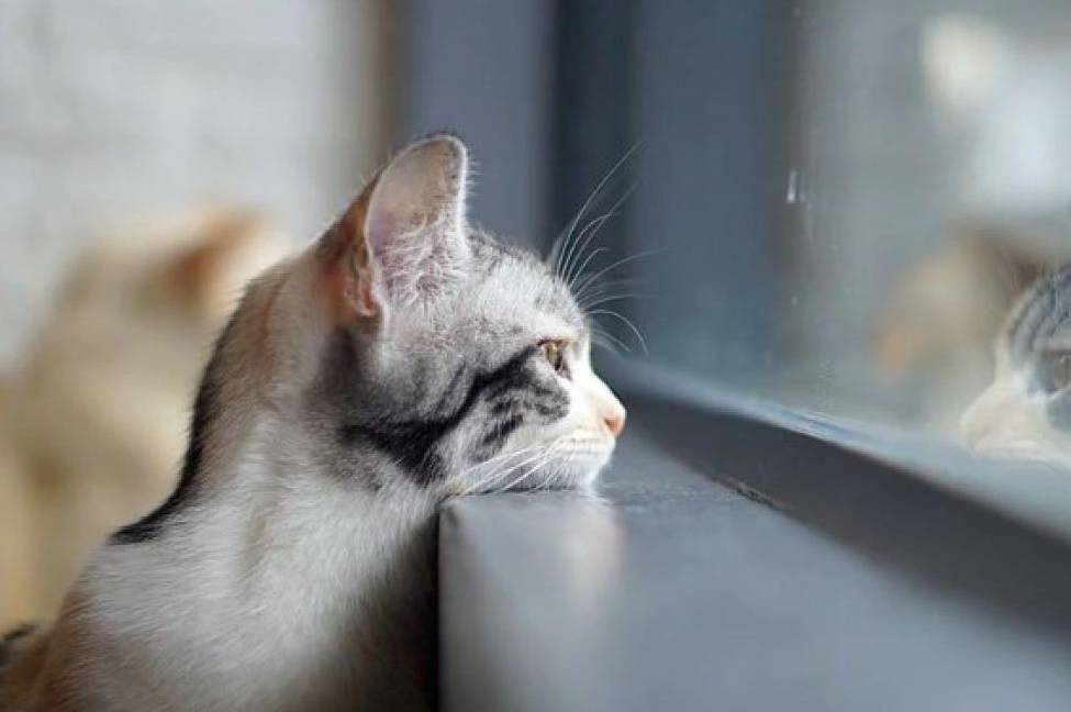 Сніг і ожеледиця зміняться потеплінням: прогноз погоди у Вінниці на 22–23 лютого