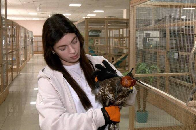 У Вінниці військовий та волонтери врятували пораненого яструба (відео)