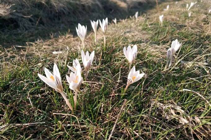 Екологи просять вінничан допомогти у збереженні червонокнижного шафрану сітчастого