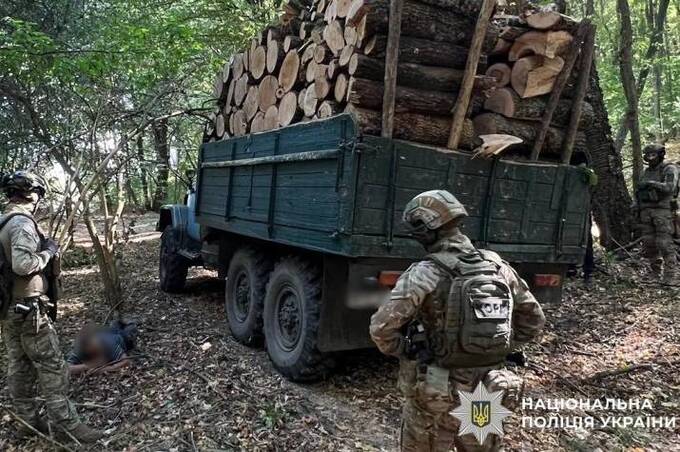 На Вінниччині завершили розслідування справи «чорних лісорубів»: що відомо