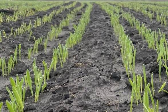 На Вінниччині аграрії працюють уночі, щоб підживити озимину