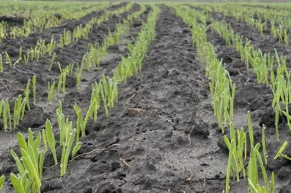 На Вінниччині аграрії працюють уночі, щоб підживити озимину