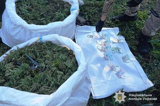 20 тисяч кущів конопель і канал із Польщі: на Вінниччині судитимуть наркоугруповання