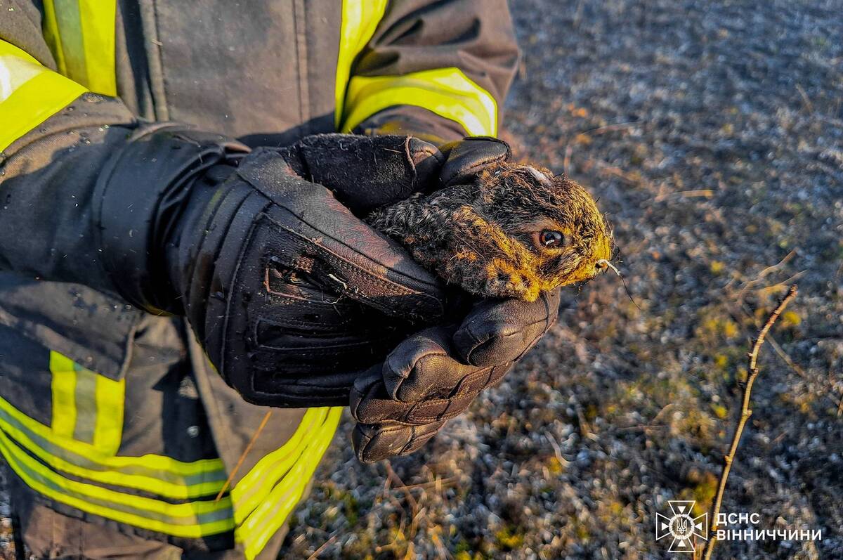 На Вінниччині за добу сталося 38 пожеж в екосистемах: вигоріло понад 13 гектарів