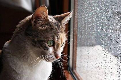 Дощі та потепління: якою буде погода на Вінниччині у вихідні