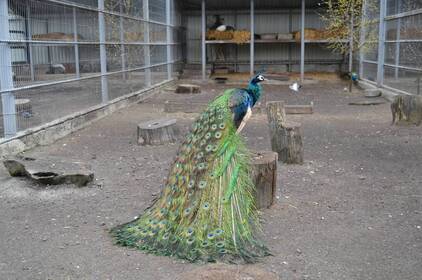 Подільський зоопарк змінює розклад роботи та подовжує час продажу квитків