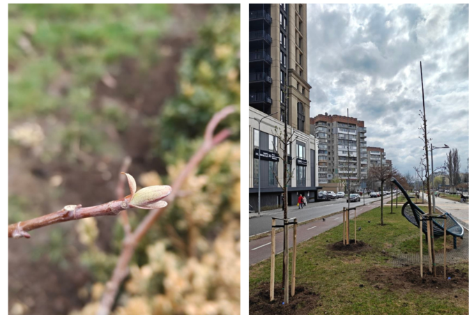 На проспекті Космонавтів у Вінниці висадили тюльпанові дерева та пекінський бузок (фото)