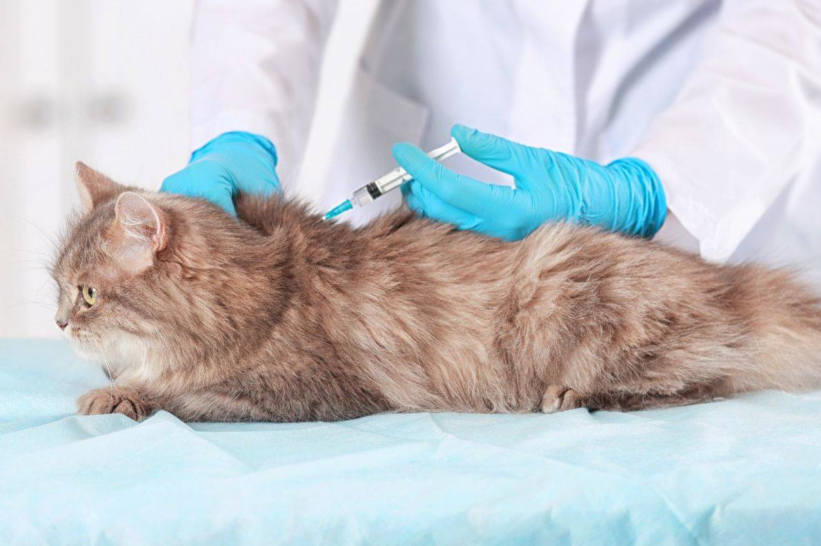 У травні у Вінниці розпочнеться кампанія з безкоштовного щеплення домашніх тварин проти сказу