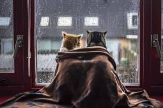 Заморозки до -5° та дощі: якою буде погода на Вінниччині 12–13 квітня