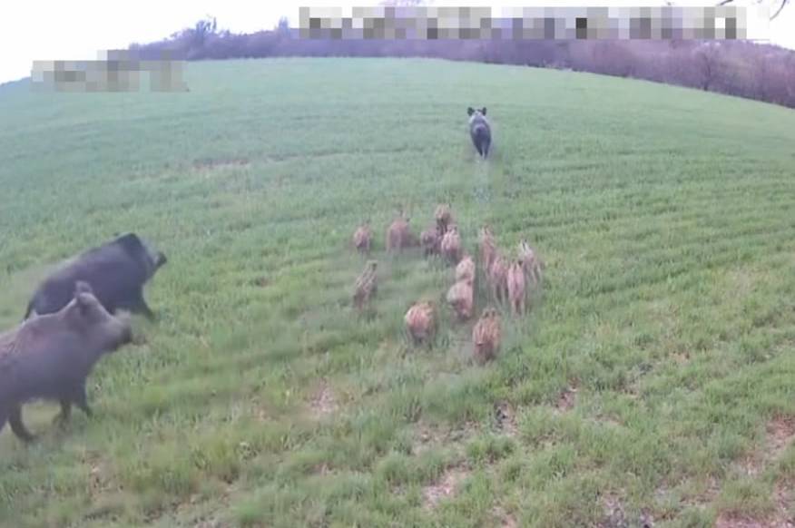 Небезпечна зустріч на кордоні: прикордонники показали родину диких кабанів