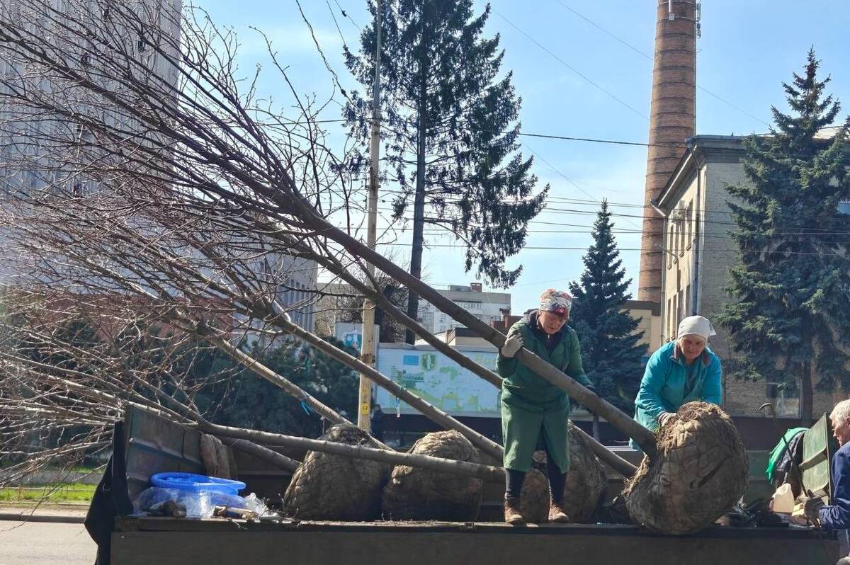 Нові дерева по всьому місту: де у Вінниці вже з’явилися зелені насадження