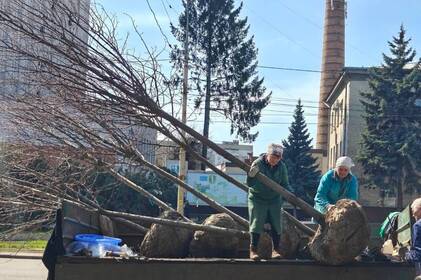 Нові дерева по всьому місту: де у Вінниці вже з’явилися зелені насадження
