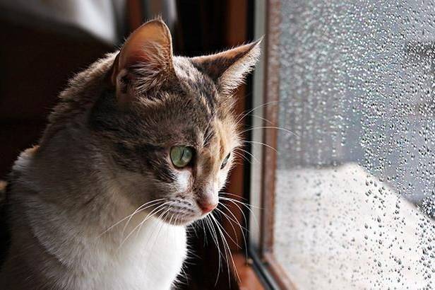 Нічні заморозки і теплі дні: якою буде погода на Вінниччині