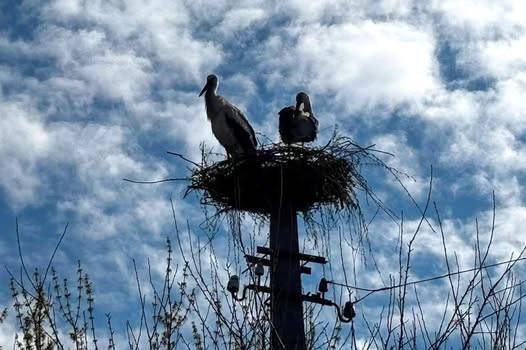 Енергетики на Ямпільщині допомогли відновити лелече гніздо після пожежі