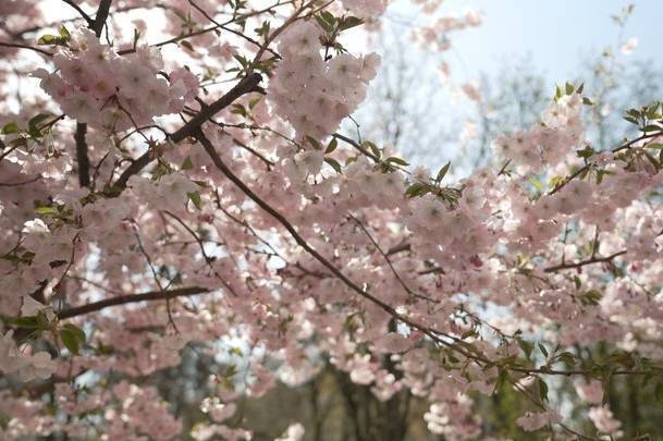 Сакури у Вінниці зацвіли із запізненням, але вже тішать містян