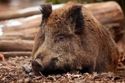 На Вінниччині зафіксували африканську чуму свиней: у громаді ввели карантин