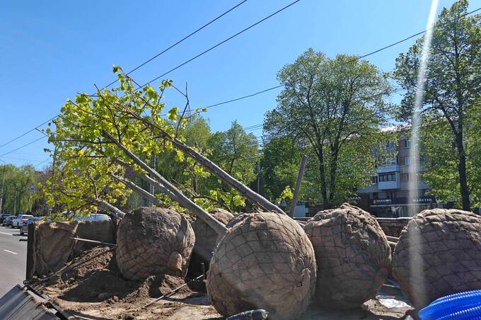 У Вінниці завершують весняне озеленення та висаджують алею кленів на вулиці Пирогова
