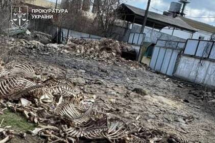 Бізнесмен з Літина заплатить штраф за нелегальне звалище тваринних рештків на комунальній землі