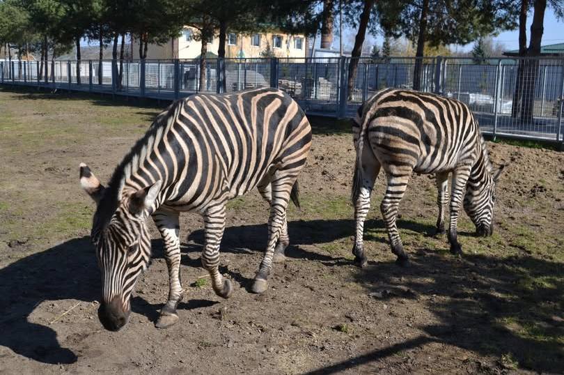 Школа «Best School» взяла під опіку родину зебр у Подільському зоопарку
