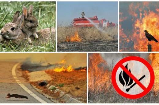 Мешканцям Вінниччини нагадують про чималі штрафи за спалювання сухої трави влітку