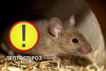У Жмеринському районі зафіксували перший у цьому році випадок лептоспірозу