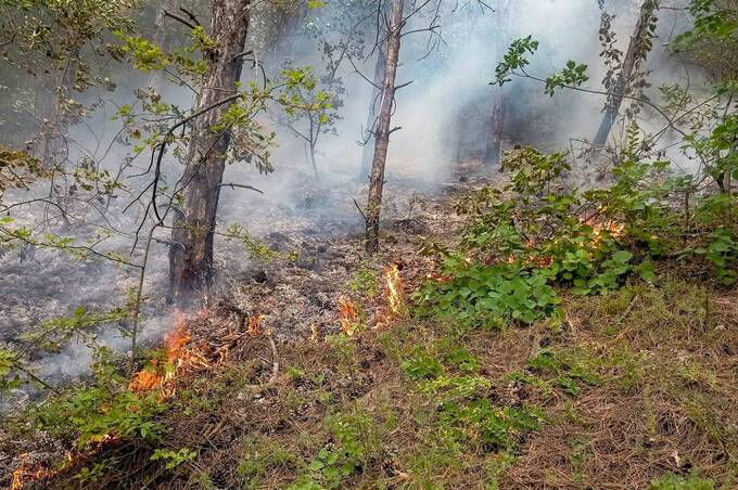 Недопалок спричинив пожежу: на Вінниччині горів ліс