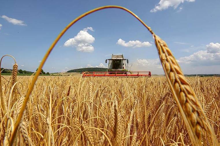 Аграрії Вінниччини намолотили понад 300 тисяч тонн зерна 