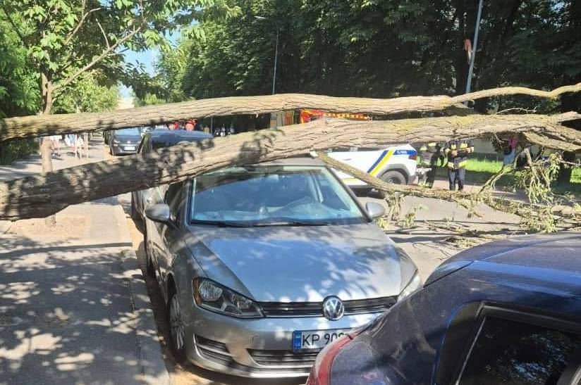 Водіям нагадують про небезпеку паркування під деревами під час негоди