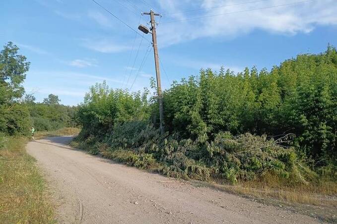 На Вінниччині батько з синами власноруч розчистили хащі вздовж сільської дороги