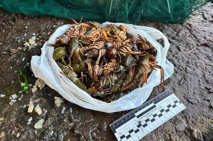 39 раків на 130 тисяч гривень: на Вінниччині викрили незаконний вилов