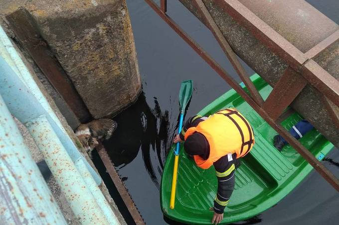 На Вінниччині врятували собаку, який впав з мосту