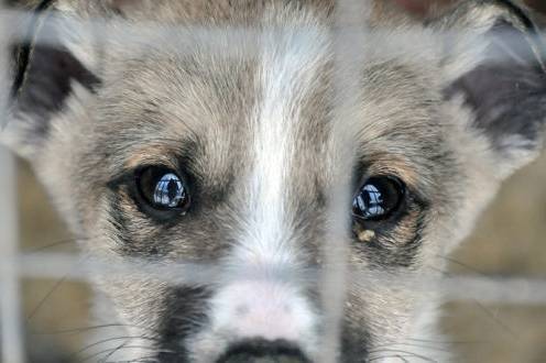 У Вінниці збирають «гум допомогу» для чотирилапих