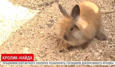 Біля 2-ї школи знайшли декоративного кролика,  розшукують власників