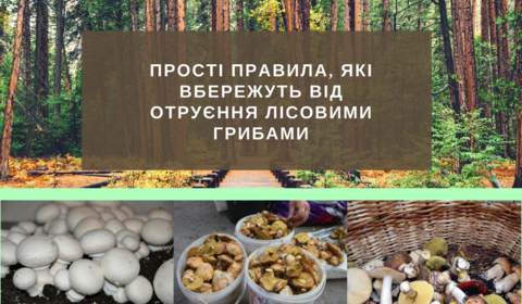 Вінничанам варто пам’ятати про ризики, пов’язані зі споживанням грибів