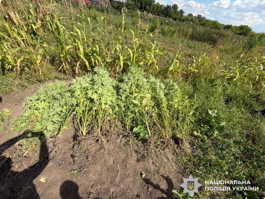 У Вінниці правоохоронці викрили наркоторговця та вилучили канабіс