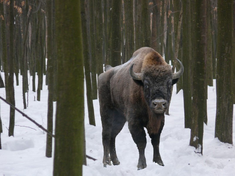 Вінницьких зубрів переселяють