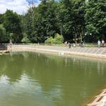 В Руслана та Людмили, що мешкають на озері біля парку, підростає молодняк