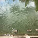 В Руслана та Людмили, що мешкають на озері біля парку, підростає молодняк