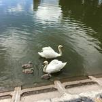 В Руслана та Людмили, що мешкають на озері біля парку, підростає молодняк