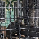 Мавпячий дитсадок — у Подільському зоопарку