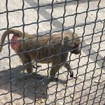 Мавпячий дитсадок — у Подільському зоопарку