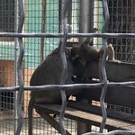 Мавпячий дитсадок — у Подільському зоопарку
