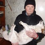 Розгляд справи стосовно чоловіка, який вбив песика, перенесли