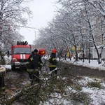 На вул. Порика на дорогу впало дерево