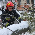 На вул. Порика на дорогу впало дерево